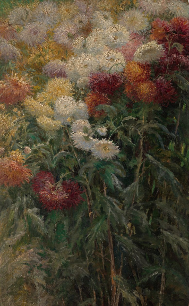 Krysanteemit puutarhassa Petit-Gennevilliersissä, 1893. tekijältä Gustave Caillebotte