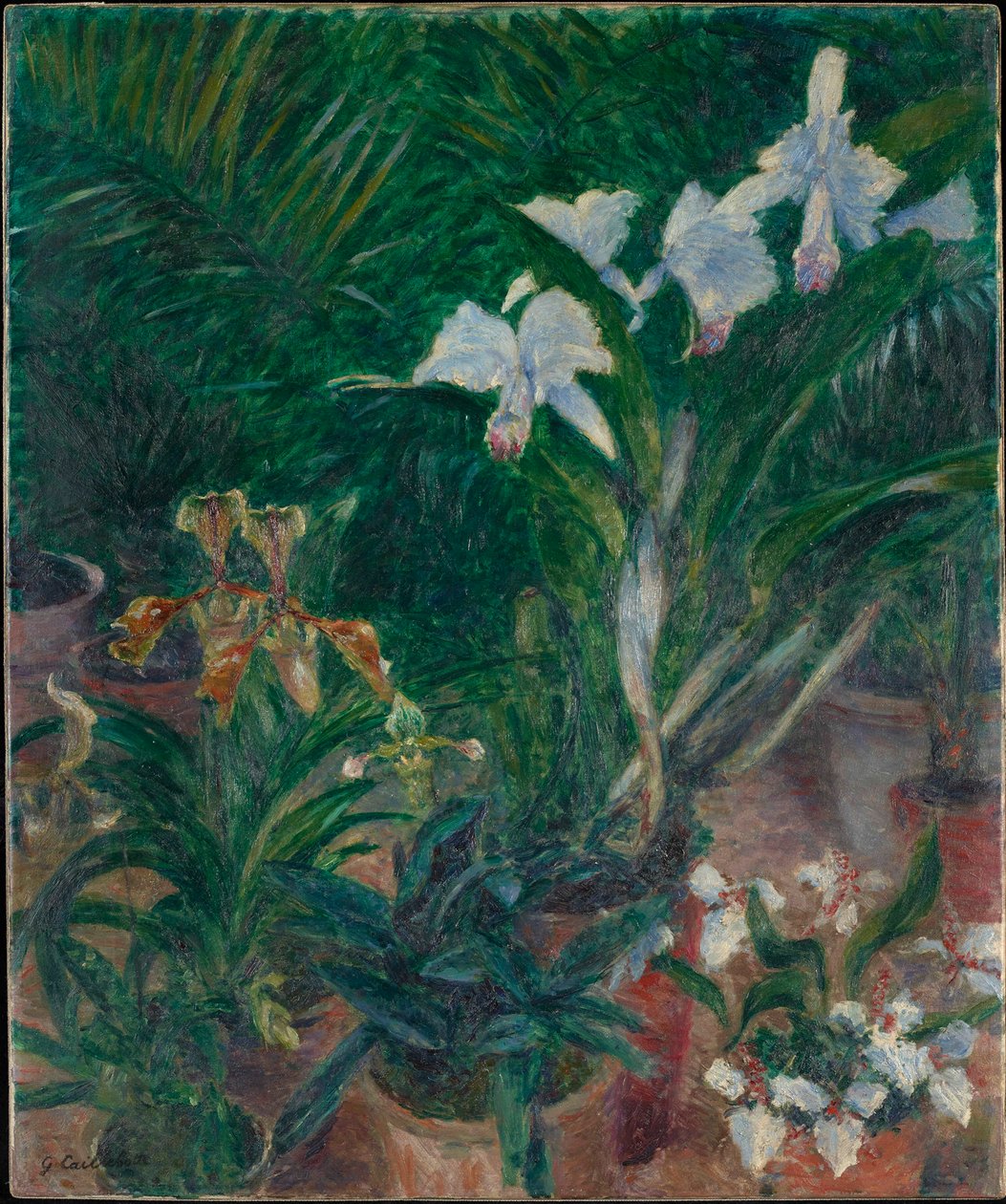Orquídies a l