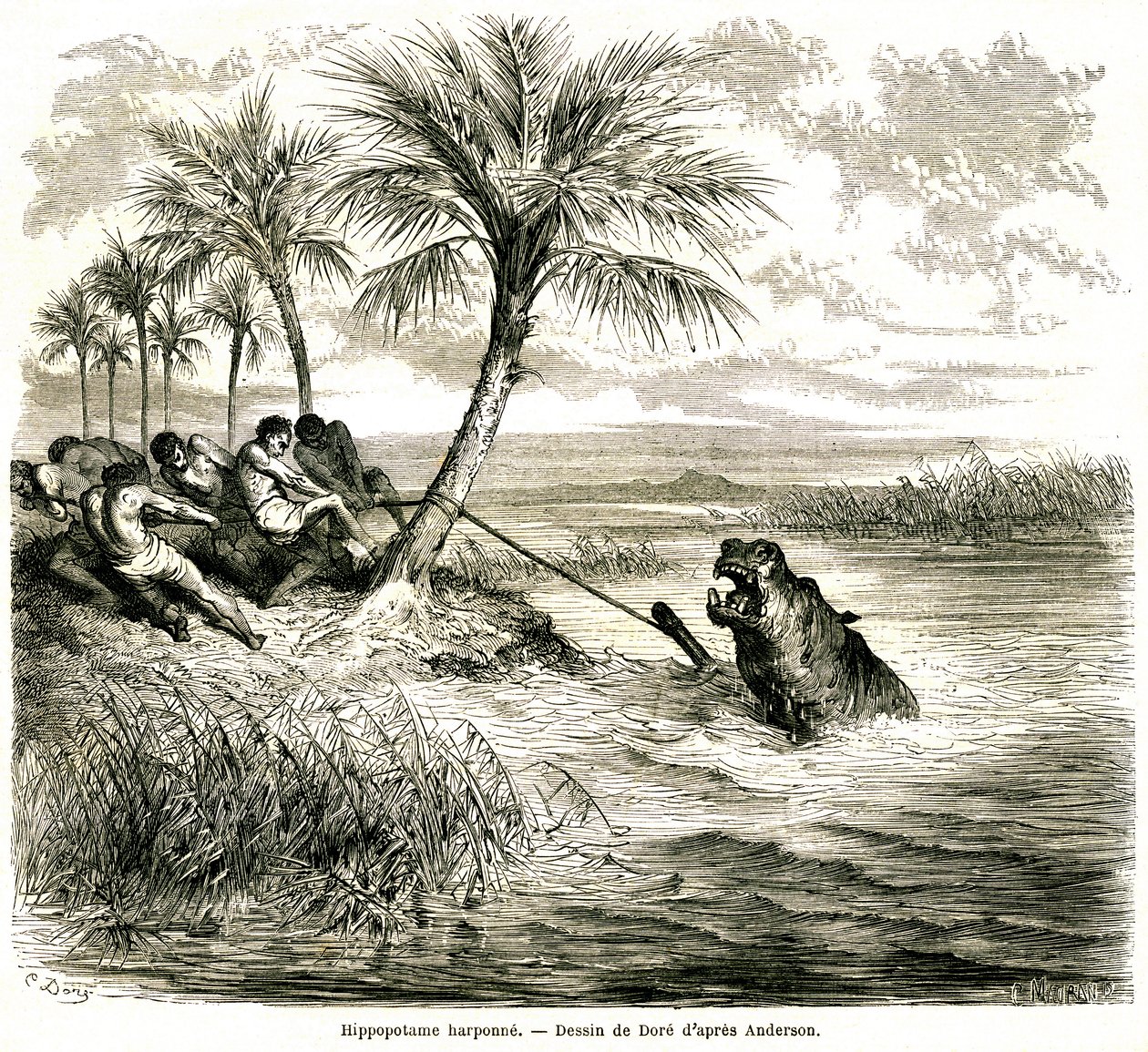 Metsästys Teoghe-joella, joka on Ngami-joen sivujoki. Virtahevon harppuuna. Gustave Doren kaiverrus, joka kuvaa "les aventures et chasse du voyageur Charles-Jean Anderson dans l
