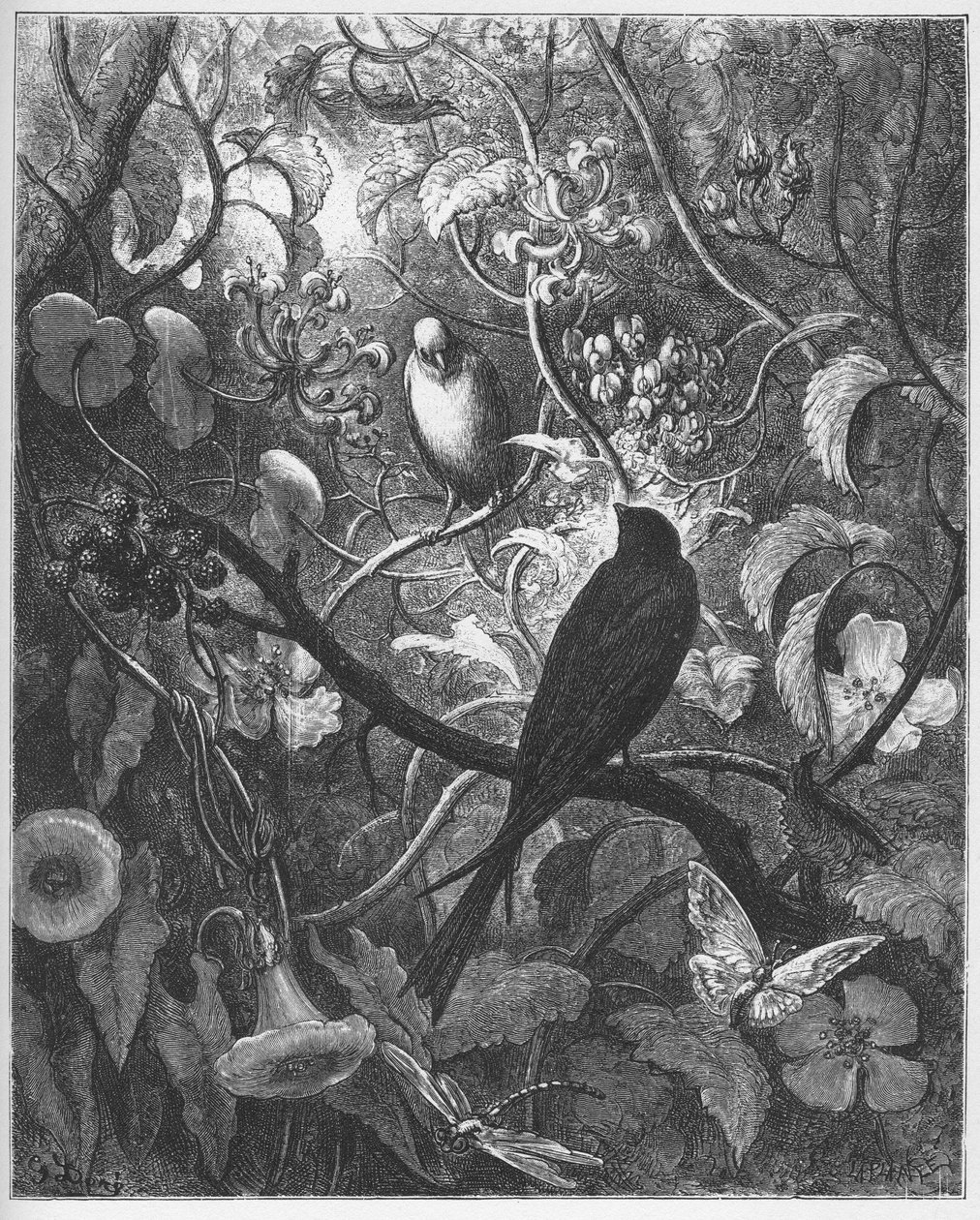 Philomele ja Progne - Jean de La Fontainen "Fablesista". tekijältä Gustave Dore