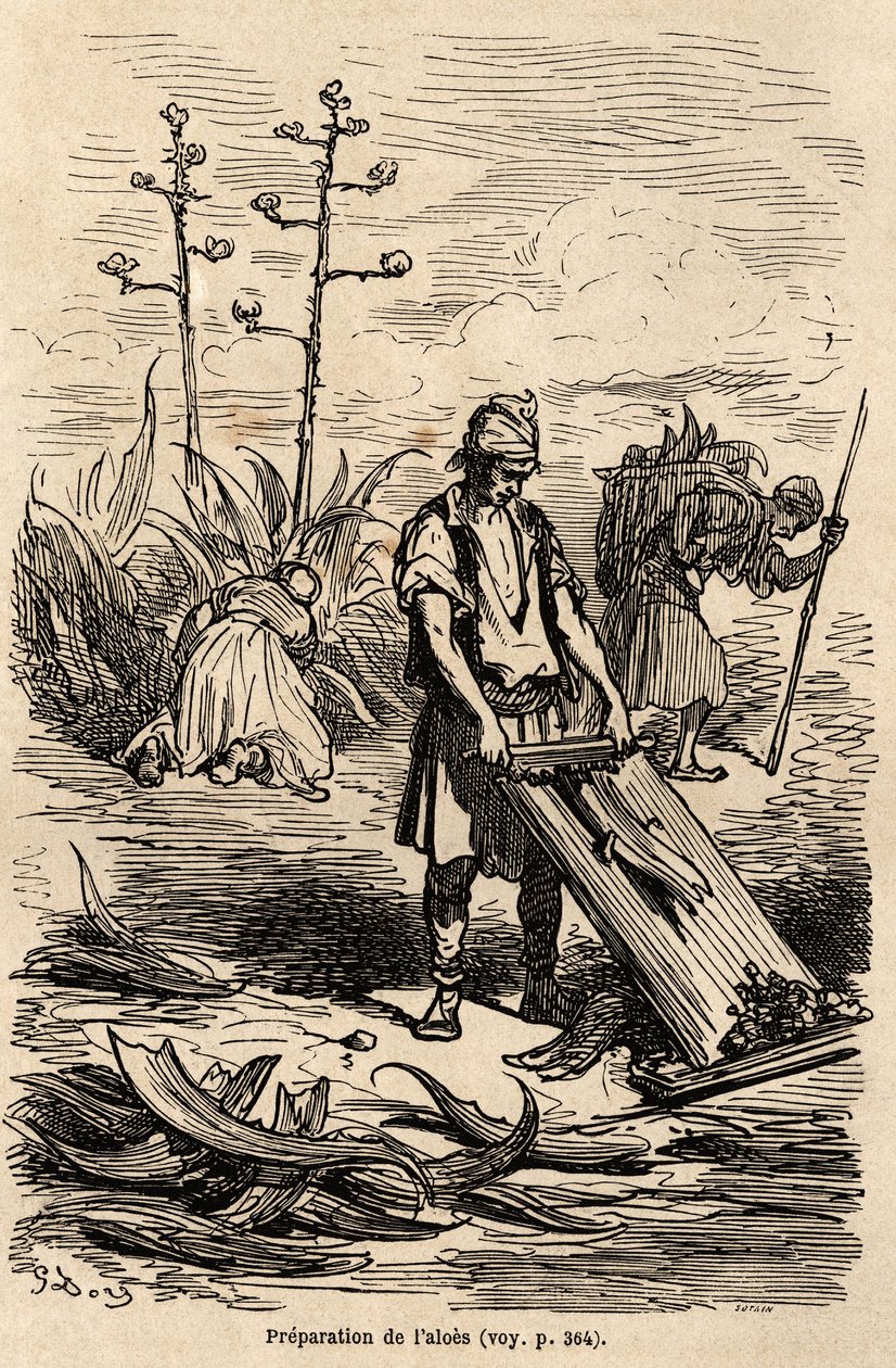 Gustave Doren (1832-1883) piirustus havainnollistaa hänen matkaansa Espanjaan C. Davillierin kanssa vuonna 1862. Kaiverrus hevosten valjastamiseen käytettyjen lankojen ja peltoaitojen tekemiseen käytettyjen lehtien poistamiseksi. ”Le tour du monde”, muokka tekijältä Gustave Dore