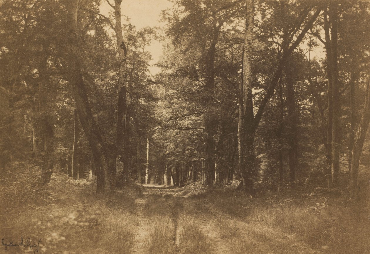 Bas-Bréau, Fontainebleaun metsä,1849-1852 (kuva) tekijältä Gustave Le Gray