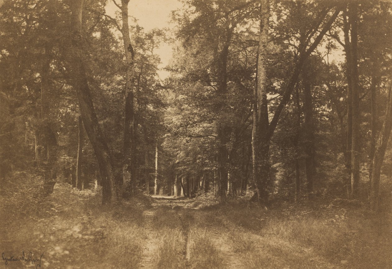 Bas-Bréau, Fontainebleaun metsä tekijältä Gustave Le Gray