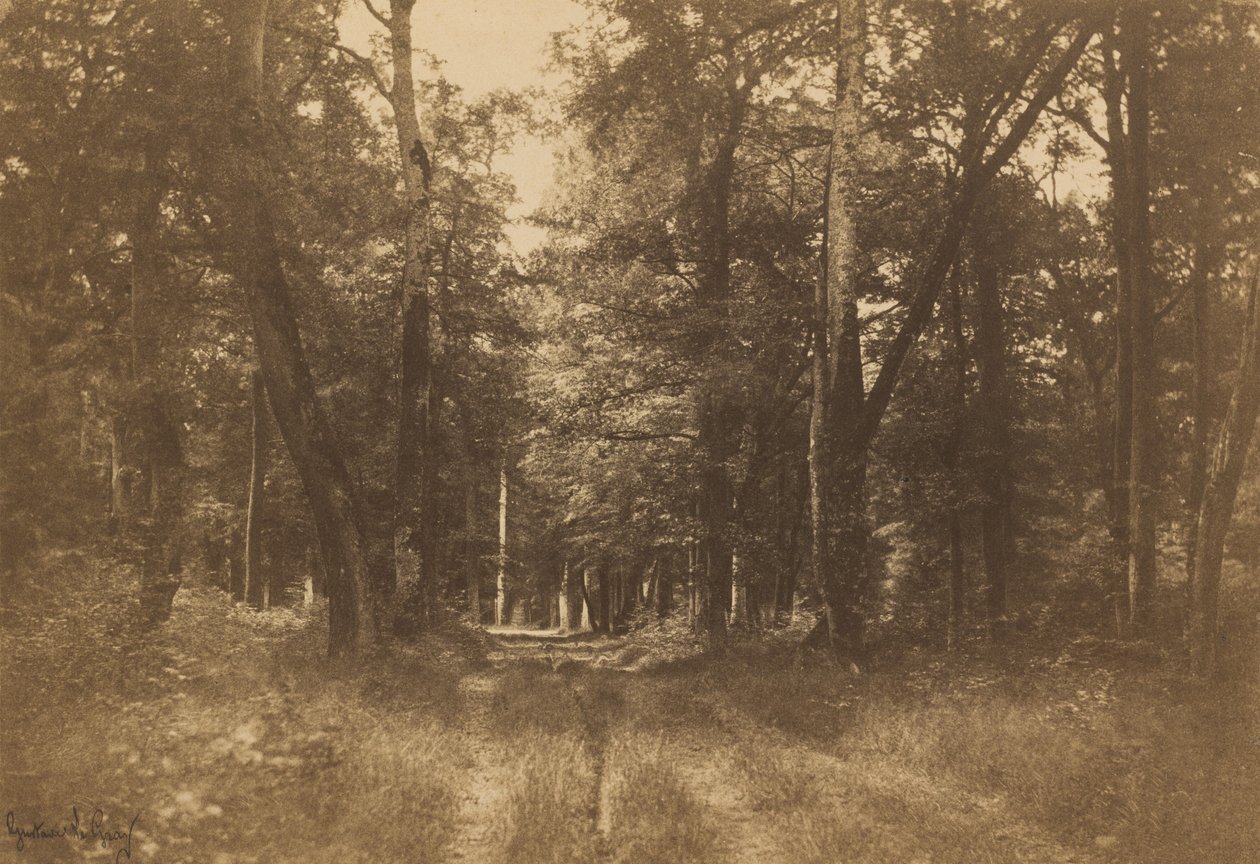 Bas-Bréau, Fontainebleaun metsä, 1849-1852. tekijältä Gustave Le Gray
