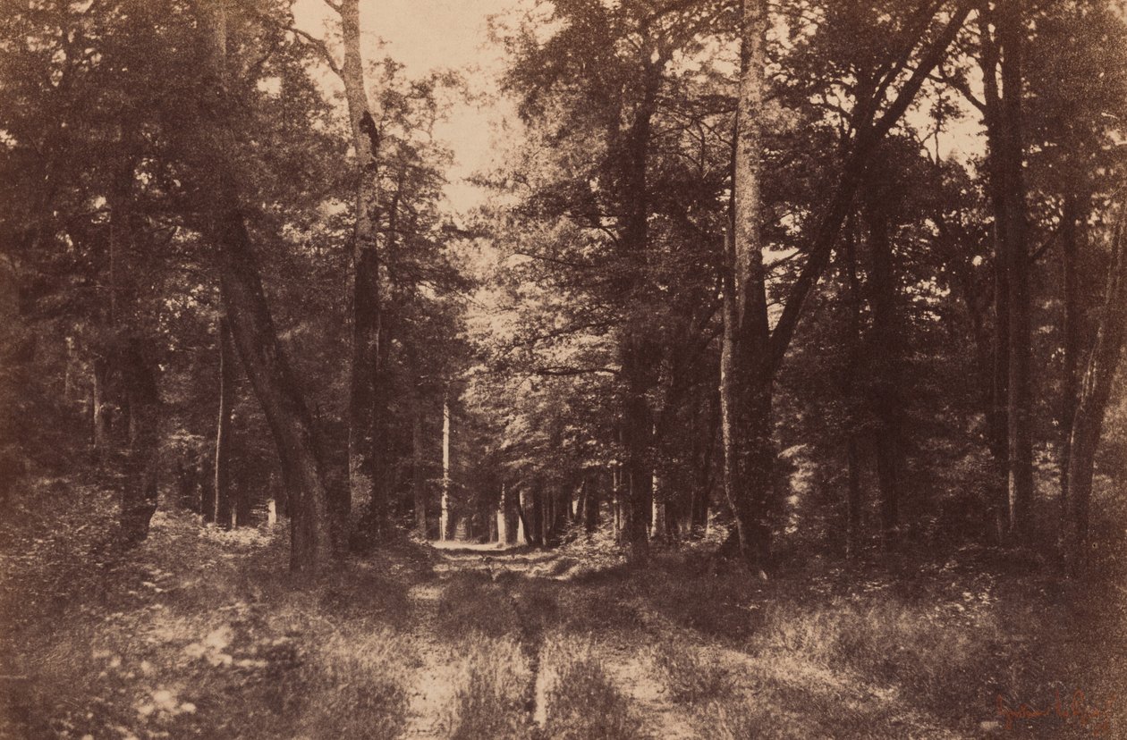 Bas-Breau, Fontainebleaun metsä,1852 (kuva) tekijältä Gustave Le Gray