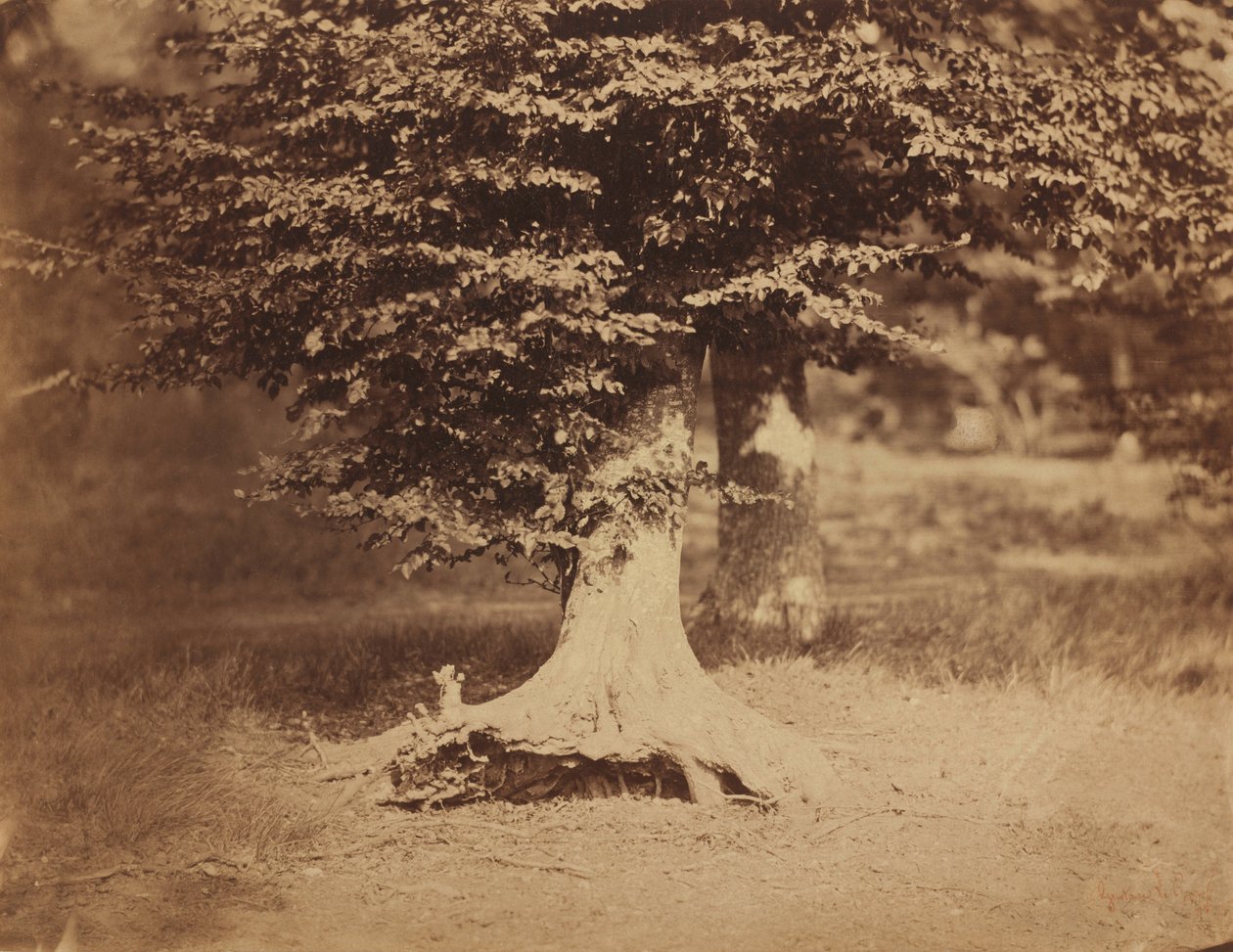 Pyökki, Fontainebleaun metsä,c. 1856 (kuva) tekijältä Gustave Le Gray