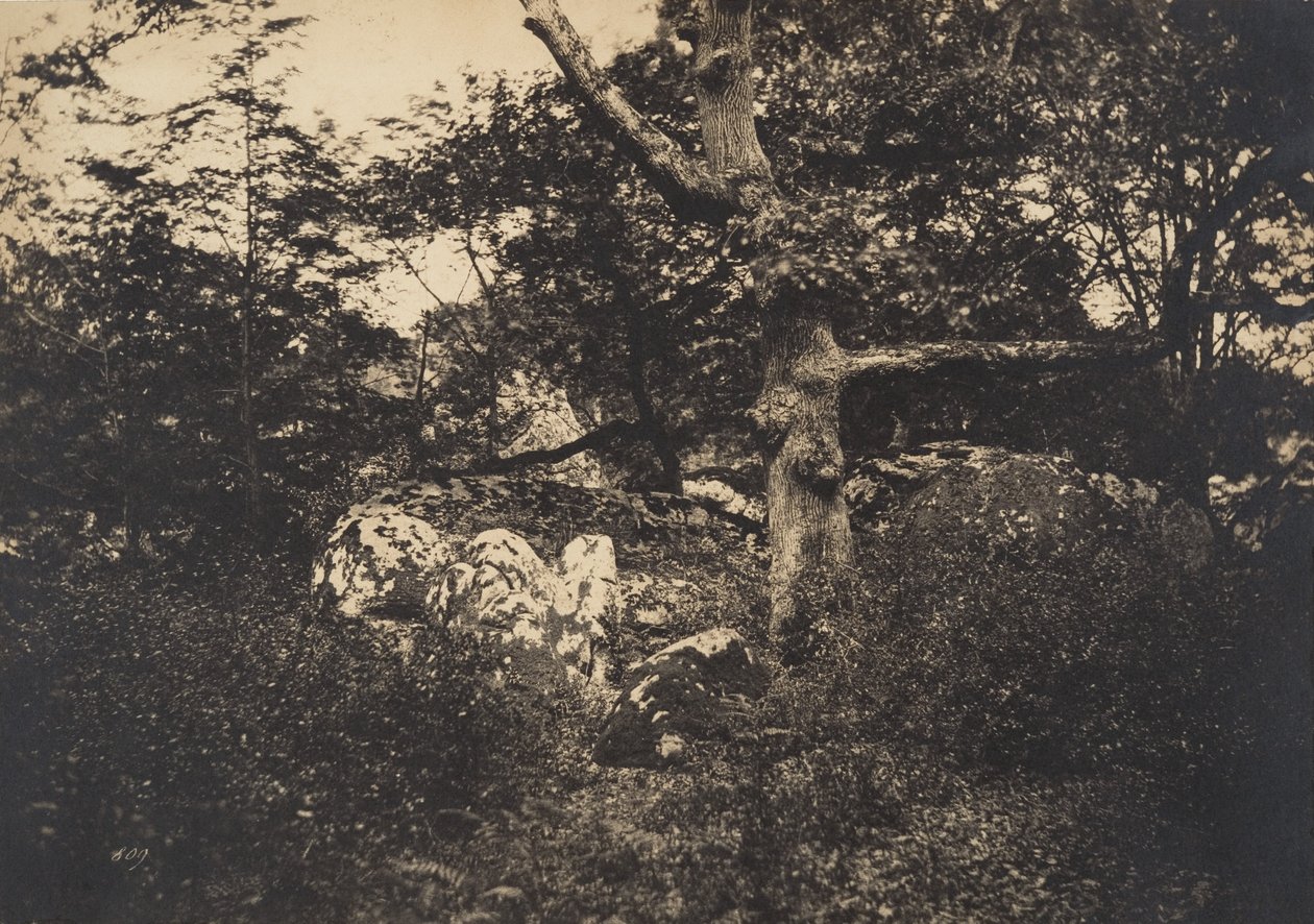 Tammi kallioissa Fontainebleaussa, 1849-52. tekijältä Gustave Le Gray