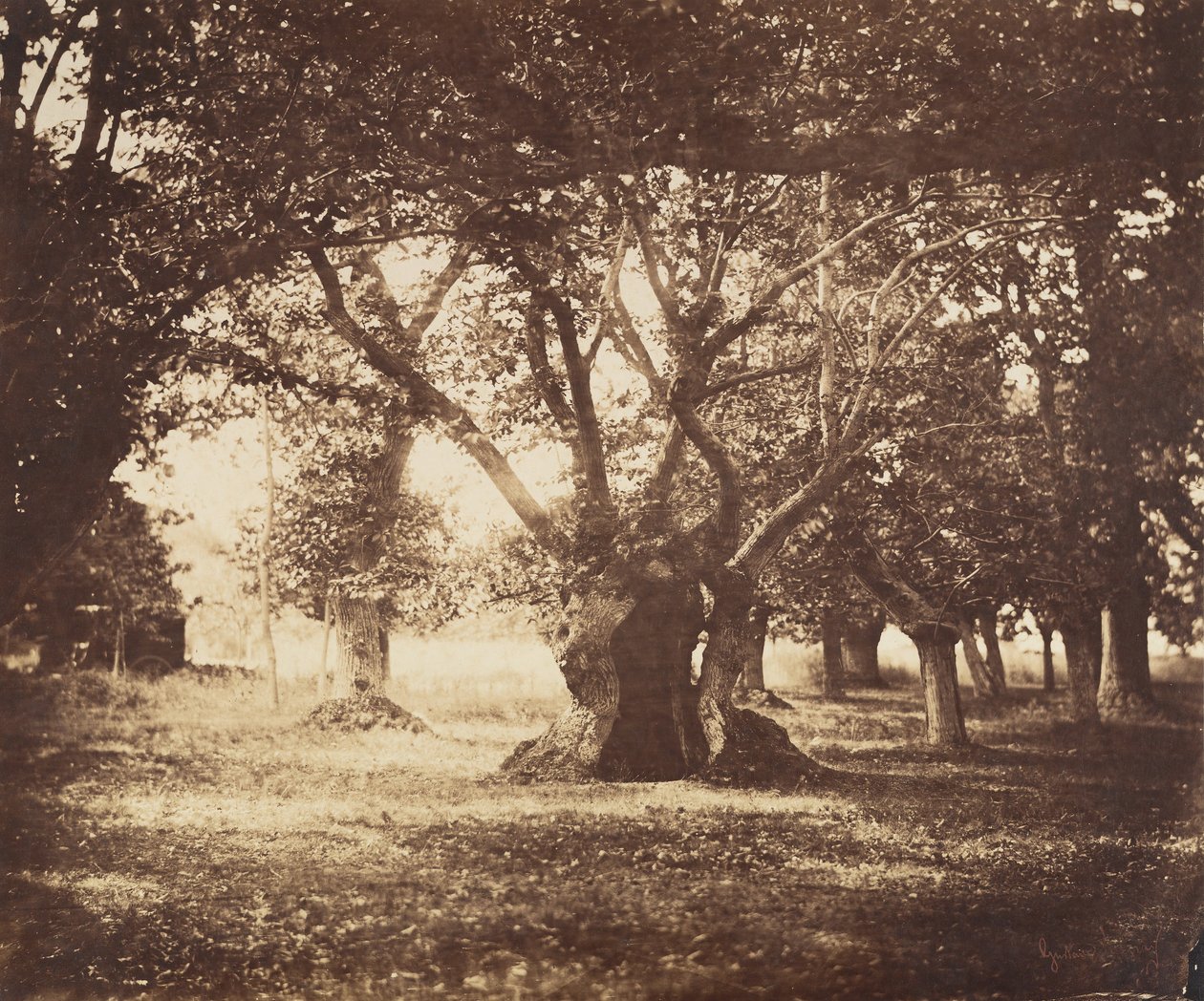 Ontto tammi, Fontainebleau, 1855-57. tekijältä Gustave Le Gray