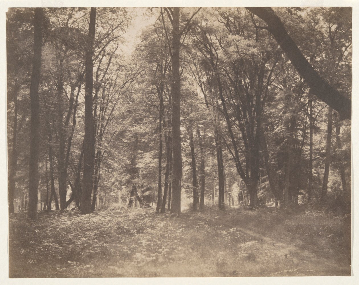 La forêt de Fontainebleau (Fontainebleaun metsä) tekijältä Gustave Le Gray