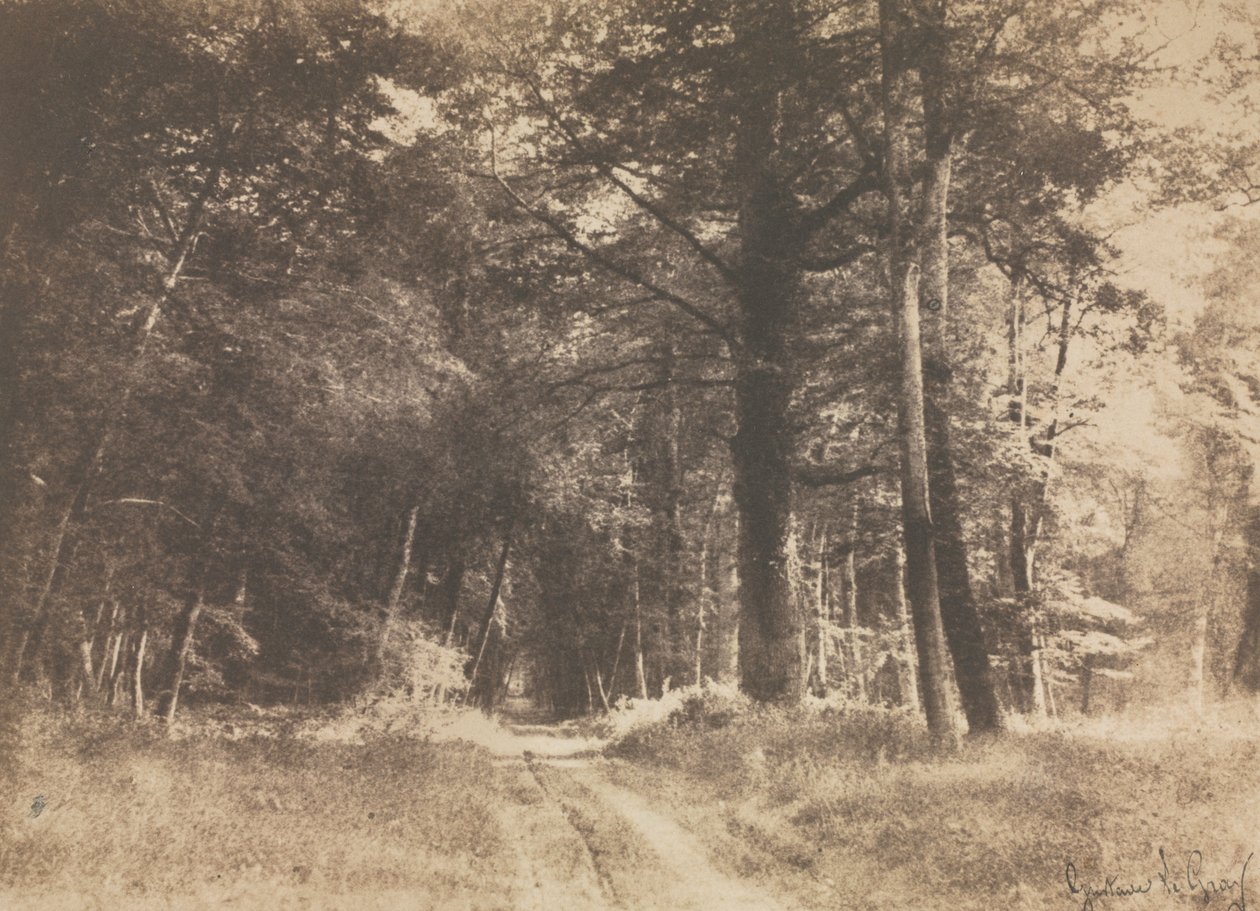 Polku Fontainebleaun metsässä tekijältä Gustave Le Gray