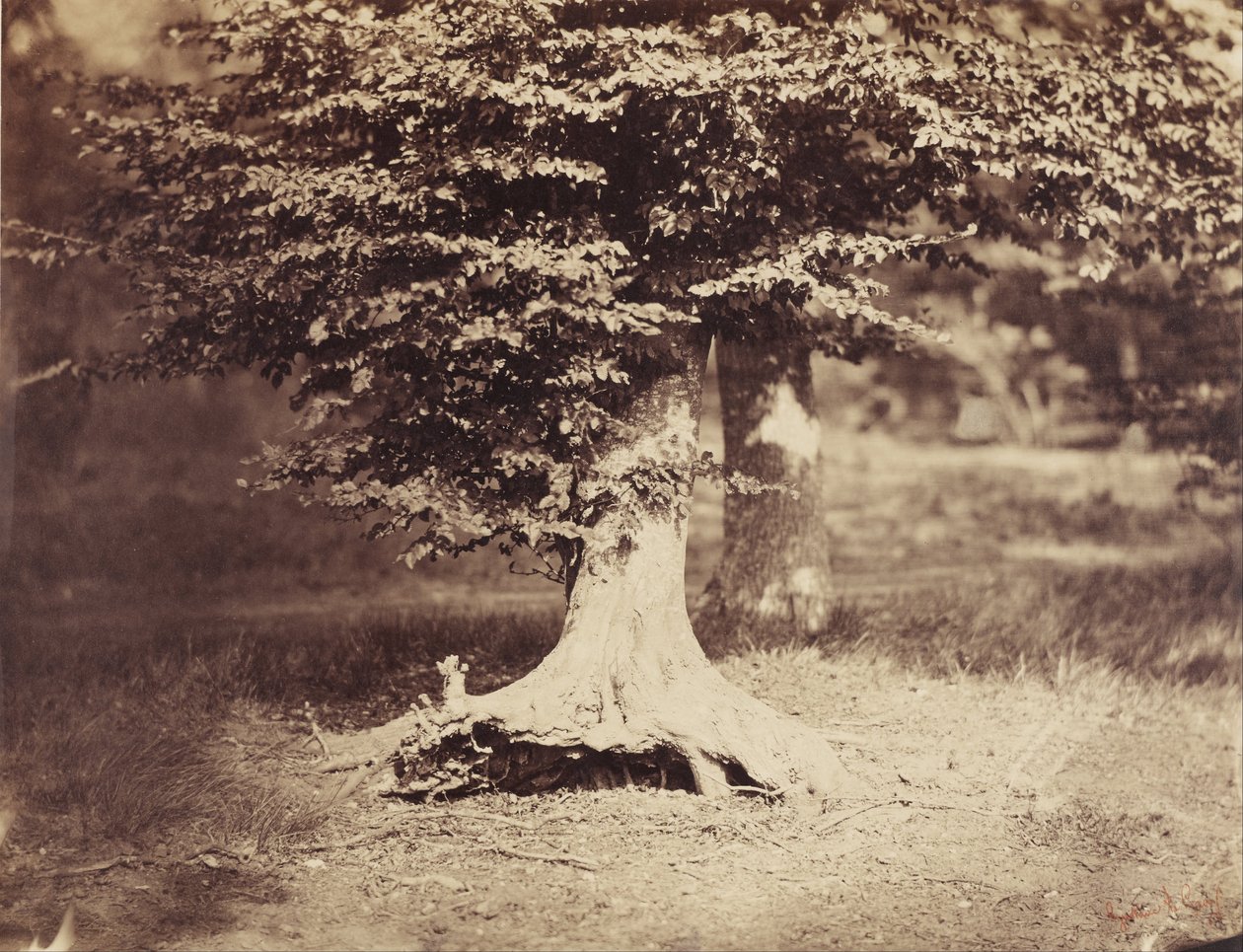 Pyökki tekijältä Gustave Le Gray