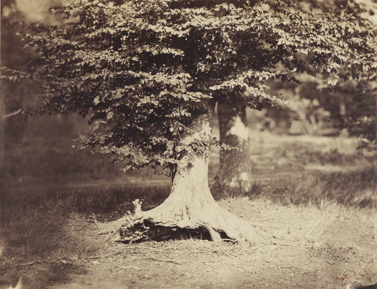 Beech Tree, n. 1855-1857 (mv/w valokuva) tekijältä Gustave Le Gray