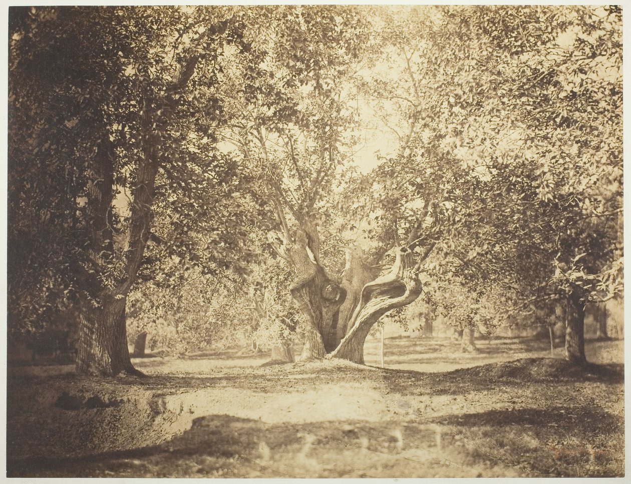 Puu, Fontainebleaun metsä tekijältä Gustave Le Gray