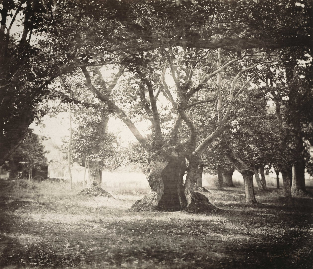 Puu, Fontainebleaun metsä tekijältä Gustave Le Gray