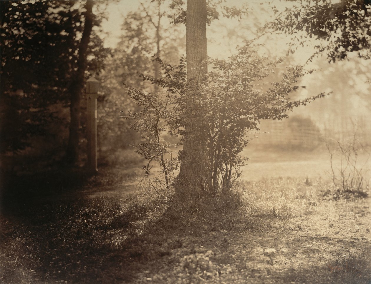 Tree Study, Fontainebleaun metsä, n. 1856. tekijältä Gustave Le Gray