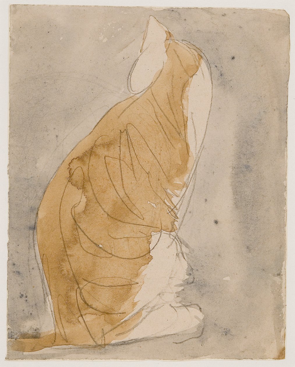 Tutkimus kissasta (vesiväri  lyijykynä paperille) tekijältä Gwen John