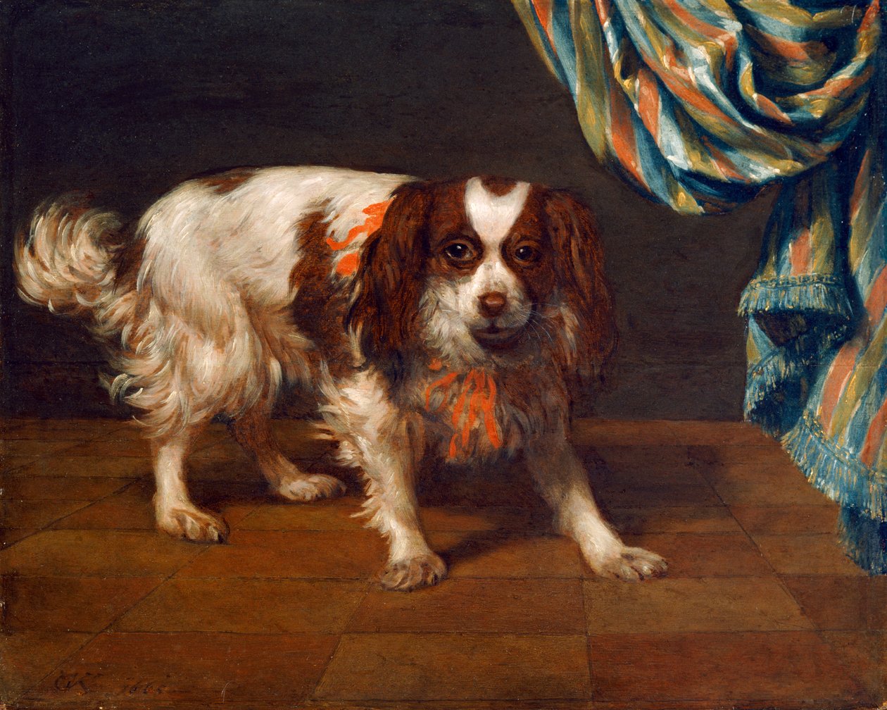 King Charles Spaniel (öljy paneelissa) tekijältä Gysbert van de Kuyl