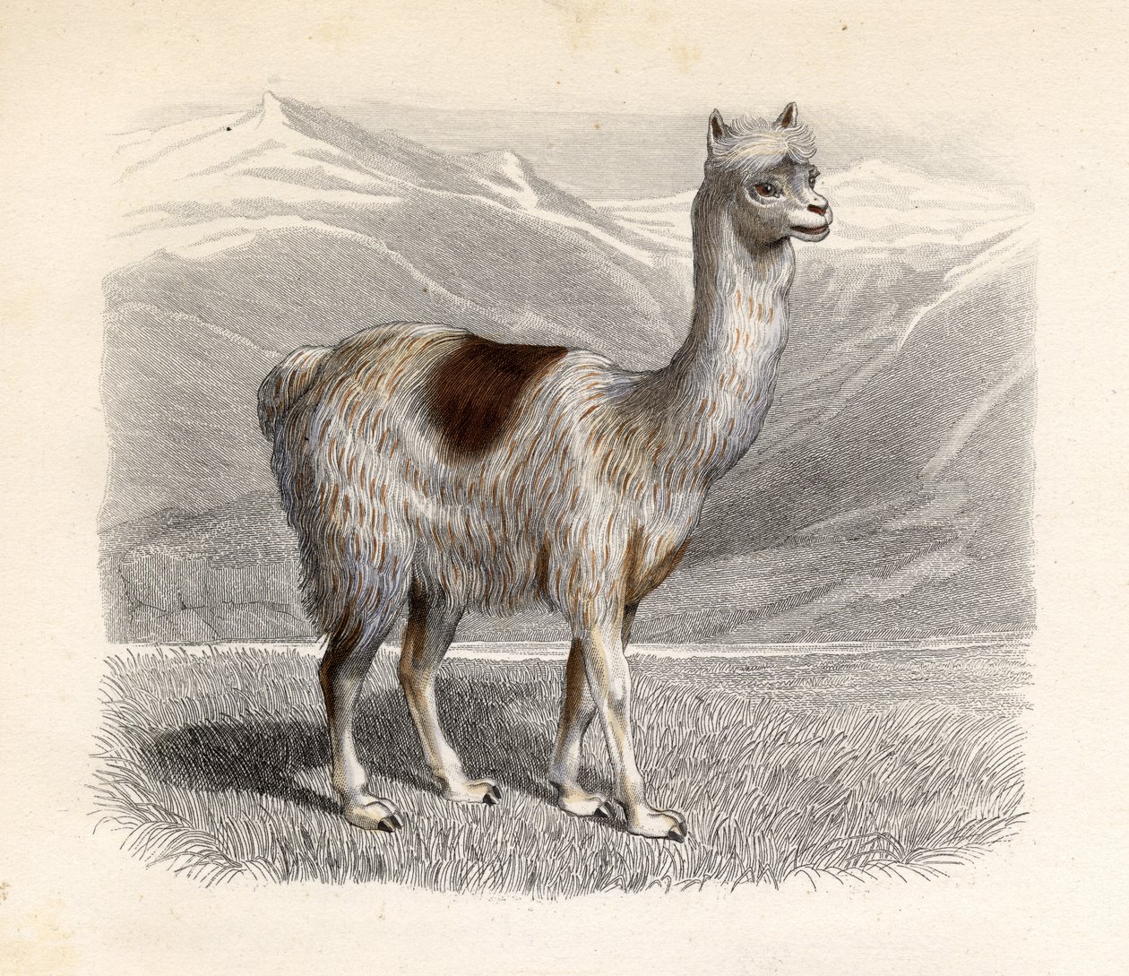 Laama, kaiverrus E. Ramus tekijältä H. Gobin