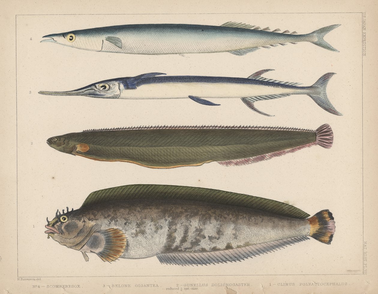 1. Clinus Polyactocephalus, 2. Gunellus Dolichogaster, 3. Belone Gigantea, 4. Scomberesox, 1855 tekijältä H. Patterson