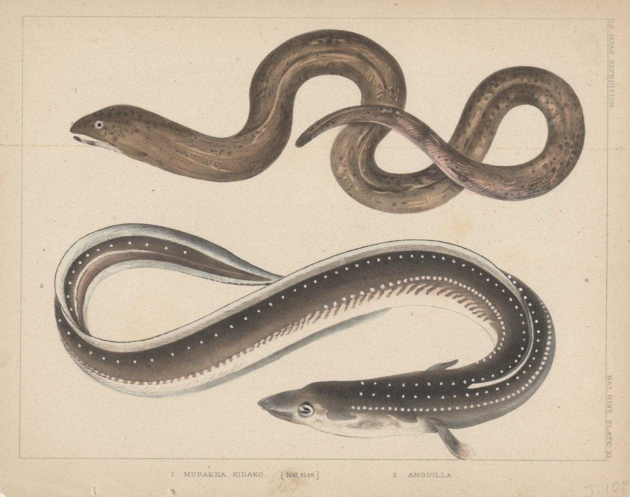 1. Muraena Kidako, 2. Anguilla, 1855 tekijältä H. Patterson