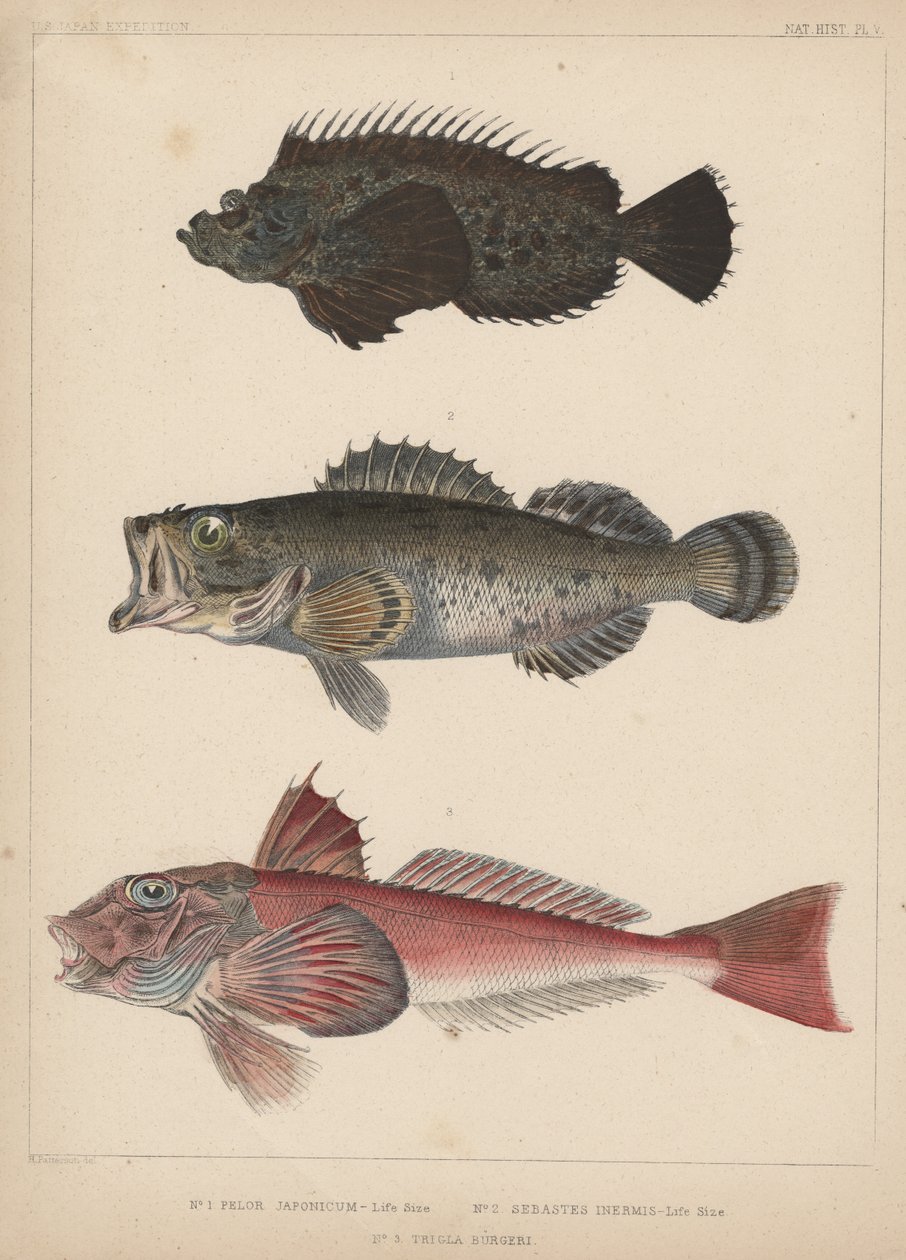 1. Pelor Japonicum, 2. Sebastes Inermis ja 3. Trigla Burgeri, 1855 tekijältä H. Patterson