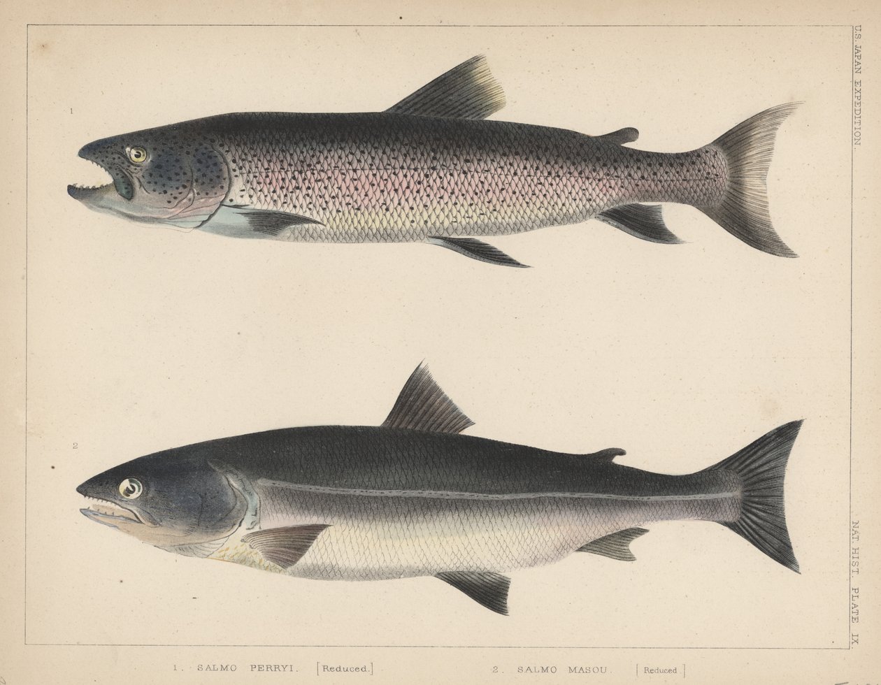 1. Salmo Perryi (pienennetty), 2. Salmo Masou (pienennetty), 1855 tekijältä H. Patterson