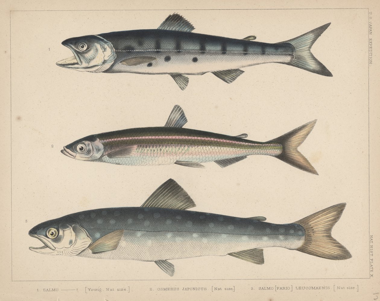 1. Lohi, 2. Osmerus Japonicus, 3. Salmo (Fario) Leucomaenis, 1855 tekijältä H. Patterson