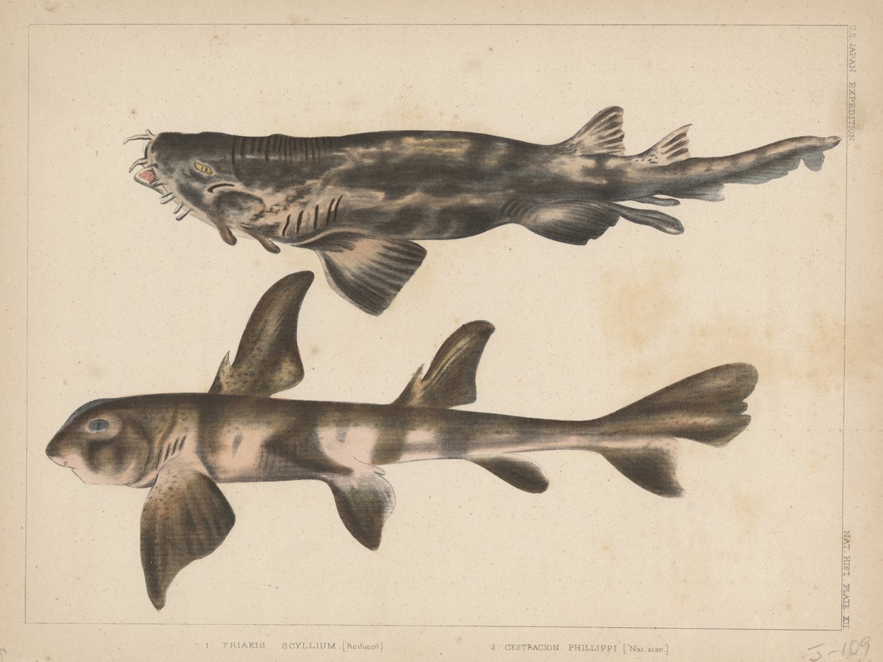 1. Triakis Scyllium, 2. Cestracion Phillippi, 1855 tekijältä H. Patterson