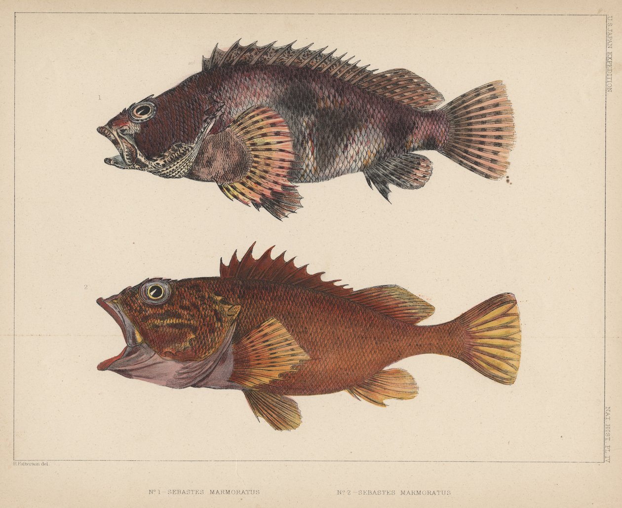 Sebastes Marmoratus, 1855 tekijältä H. Patterson