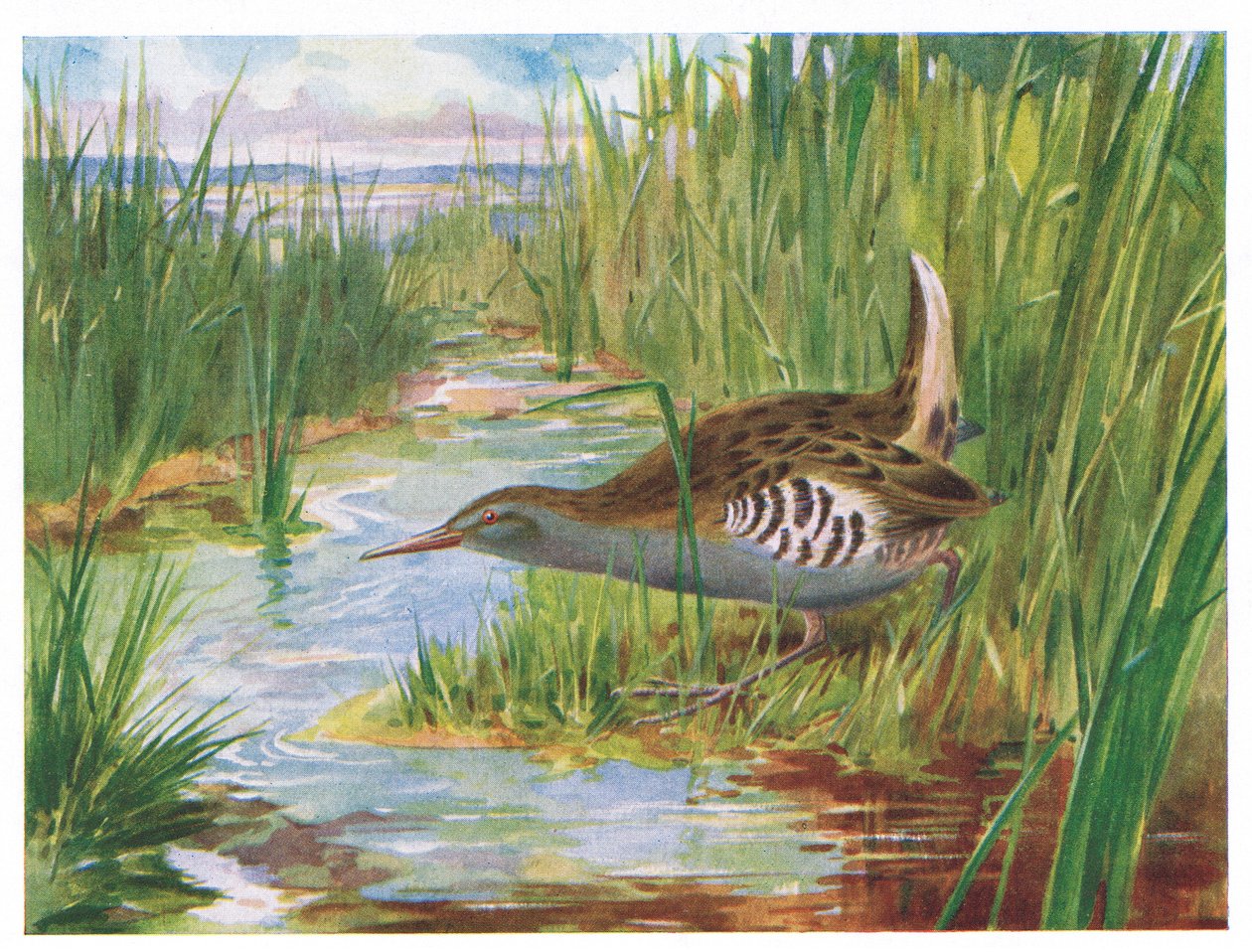 Water Rail, kuvitus British Birdsista, Kirkman & Jourdain, 1966 tekijältä H. Wormald