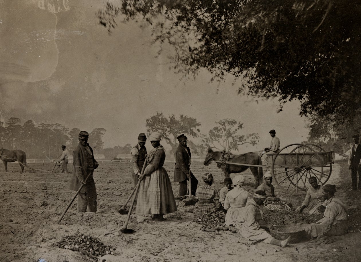 Bataattien istuttaminen, Hopkinsonin istutus, Edisto Island, Etelä-Carolina, 1862 (bw kuva) tekijältä H.P. Moore