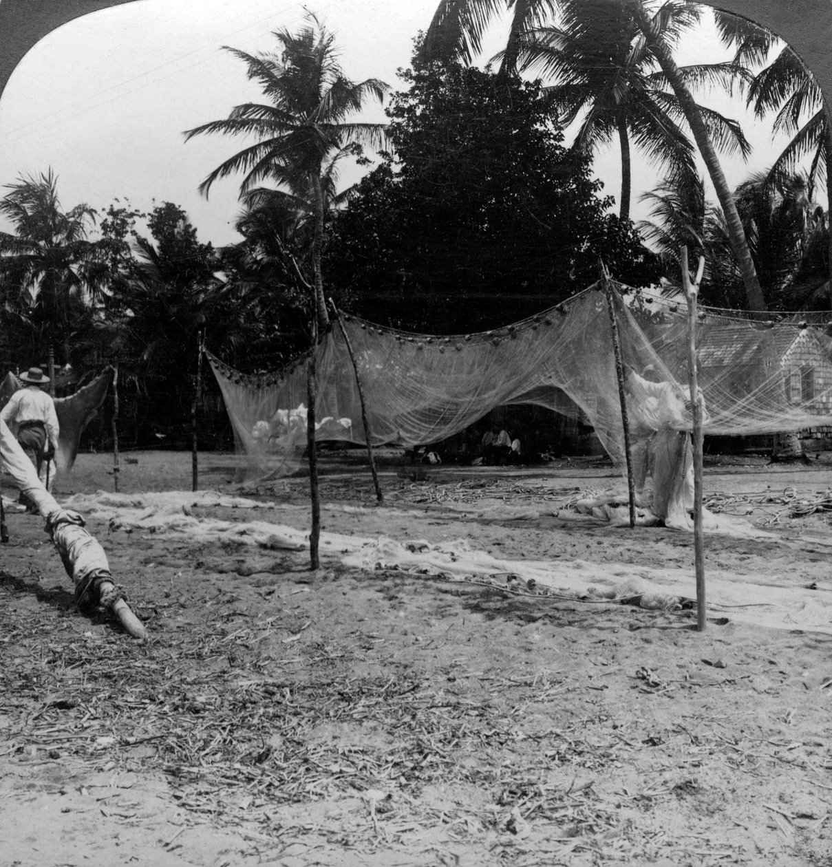 Kalastajat kuivaamassa verkkojaan rannalla, Basseterre, St Christopher, Länsi-Intia. tekijältä H. C. White