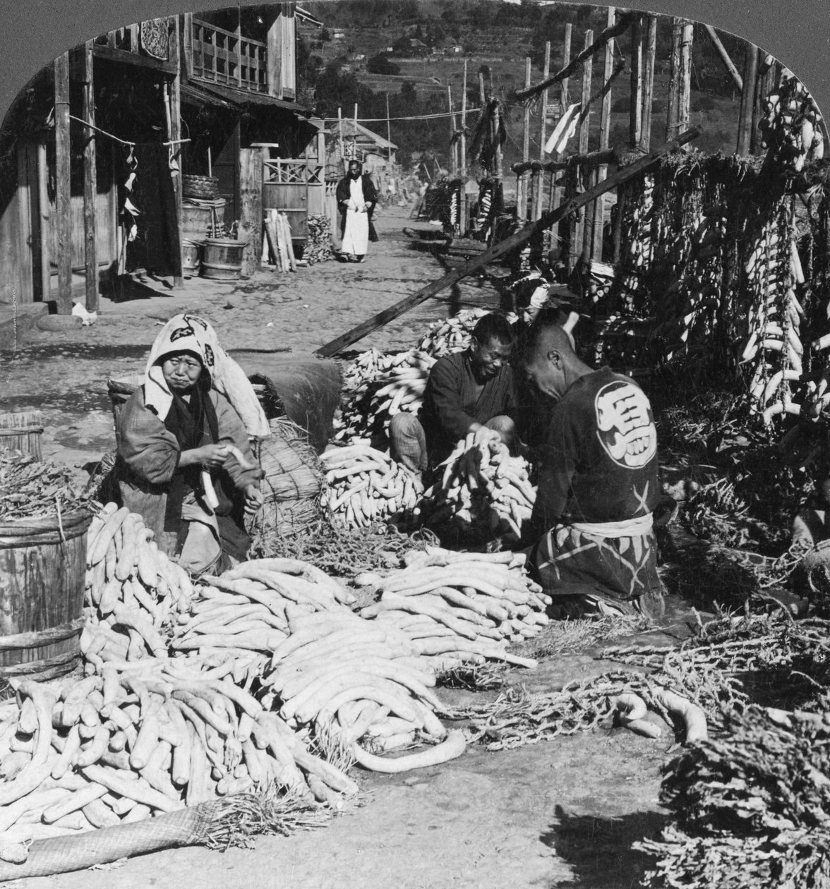 Japanilaisten daikon retiisien lajittelu ja pakkaus meren rannalla, Atami, Japani, 1906 tekijältä H. C. White