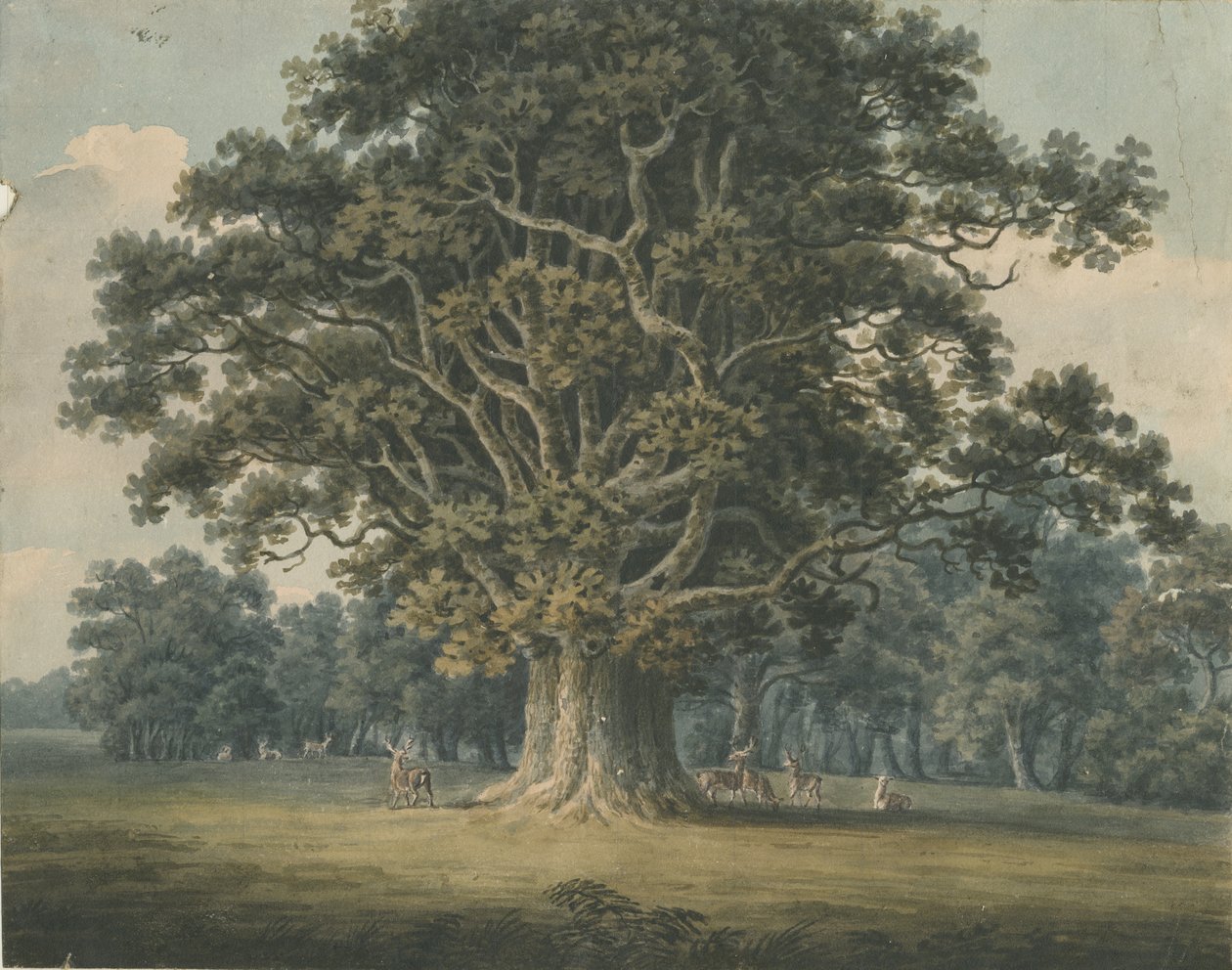 Needwood - Swipcar Oak: akvarellimaalaus ja [?1800-luvun alku] tekijältä H Moore