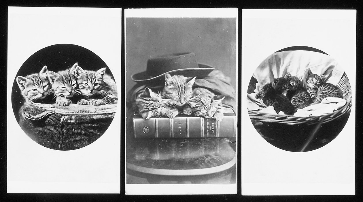 Brighton Cats, käyntikortit, 1860-luku tekijältä H. Pointer