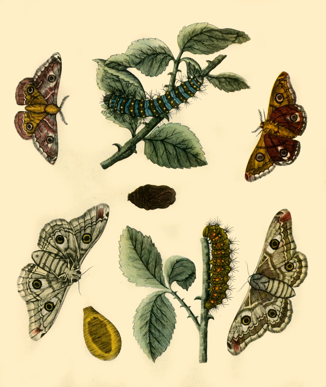 "Emperor Moth", 1749, 1943. tekijältä H Terasson
