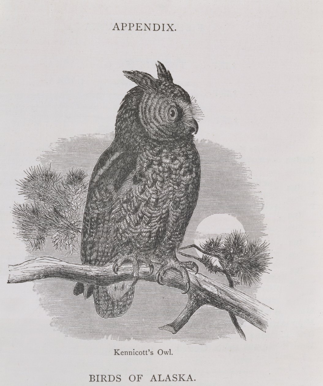 Kennicotts Owl, Alaskasta ja sen resurssit, William H. Dall, kaiverrus H. H. Nicholls, pub. 1870 tekijältä H. W., Elliot