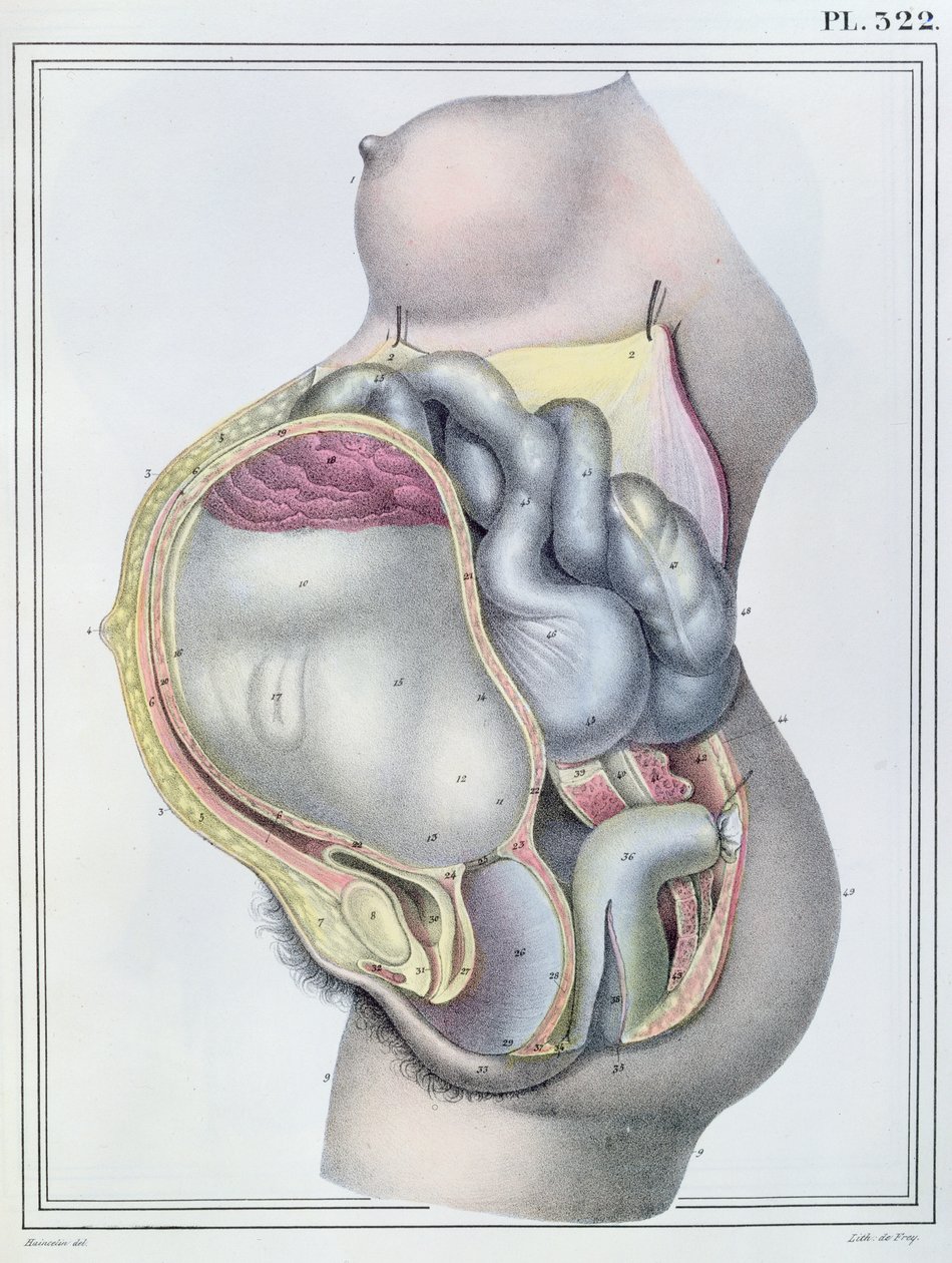 Raskaana olevan naisen anatomia Jules Cloquet