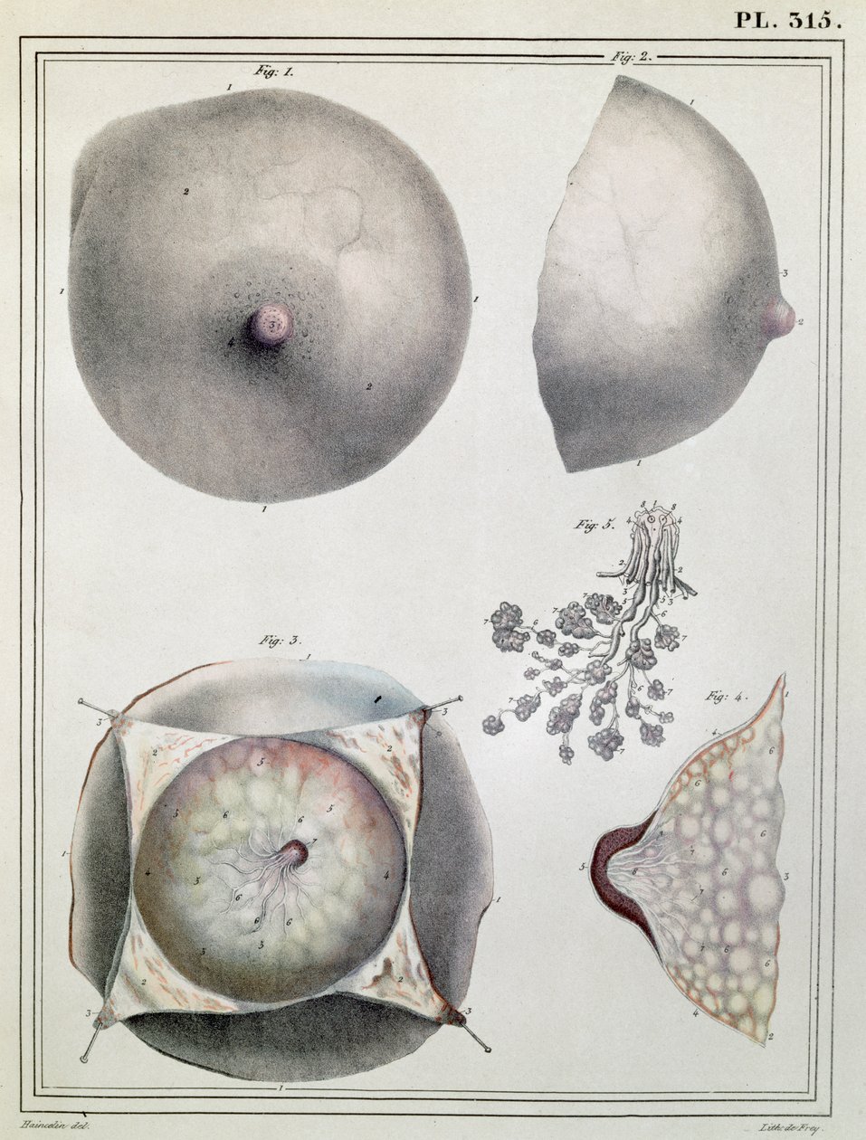 Rintojen anatomia Jules Cloquet