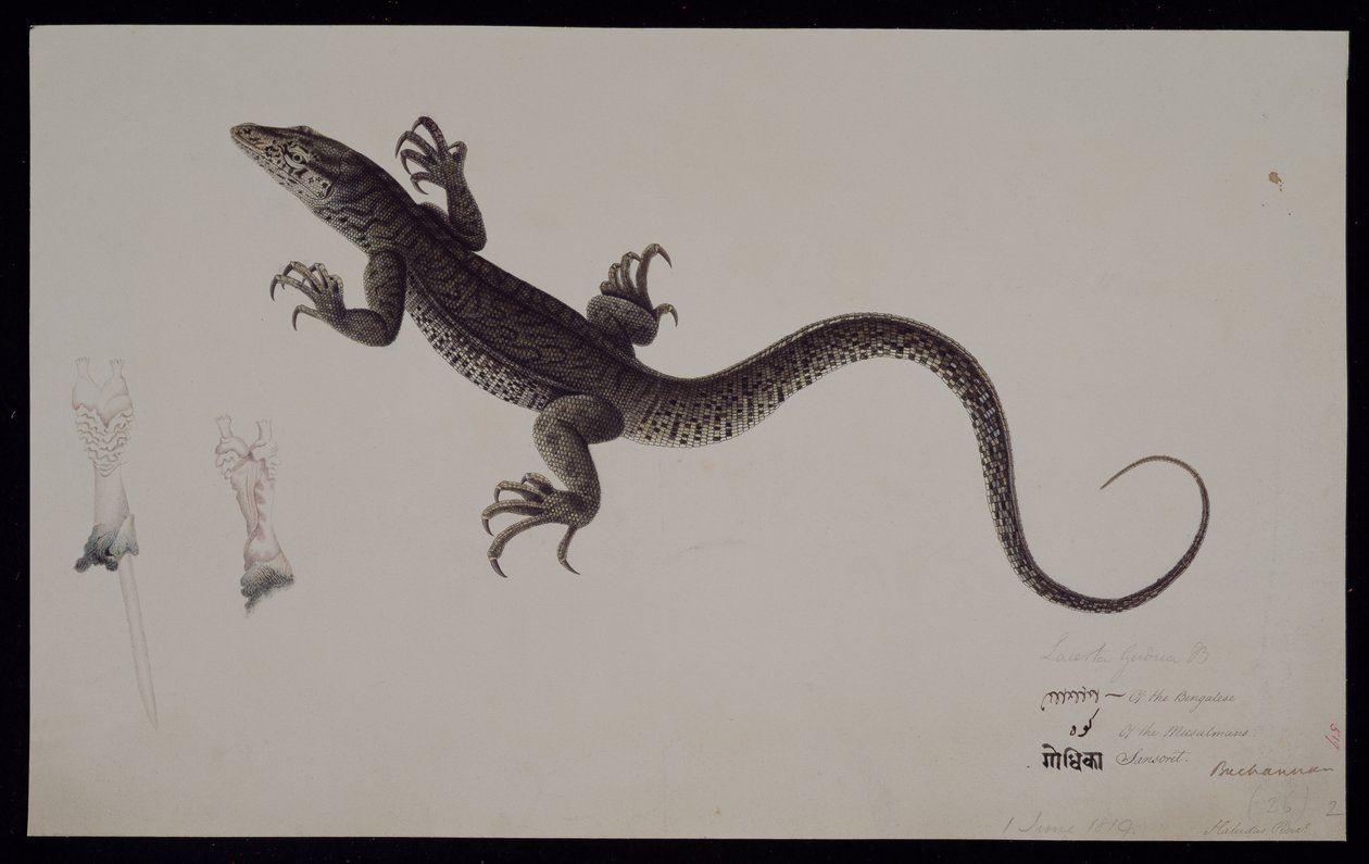 "Lacerta Gudua" -näyttö, Francis Buchanan -kokoelmasta, n. 1804 (akvarelli ja kynä ja muste paperille) tekijältä Haludar