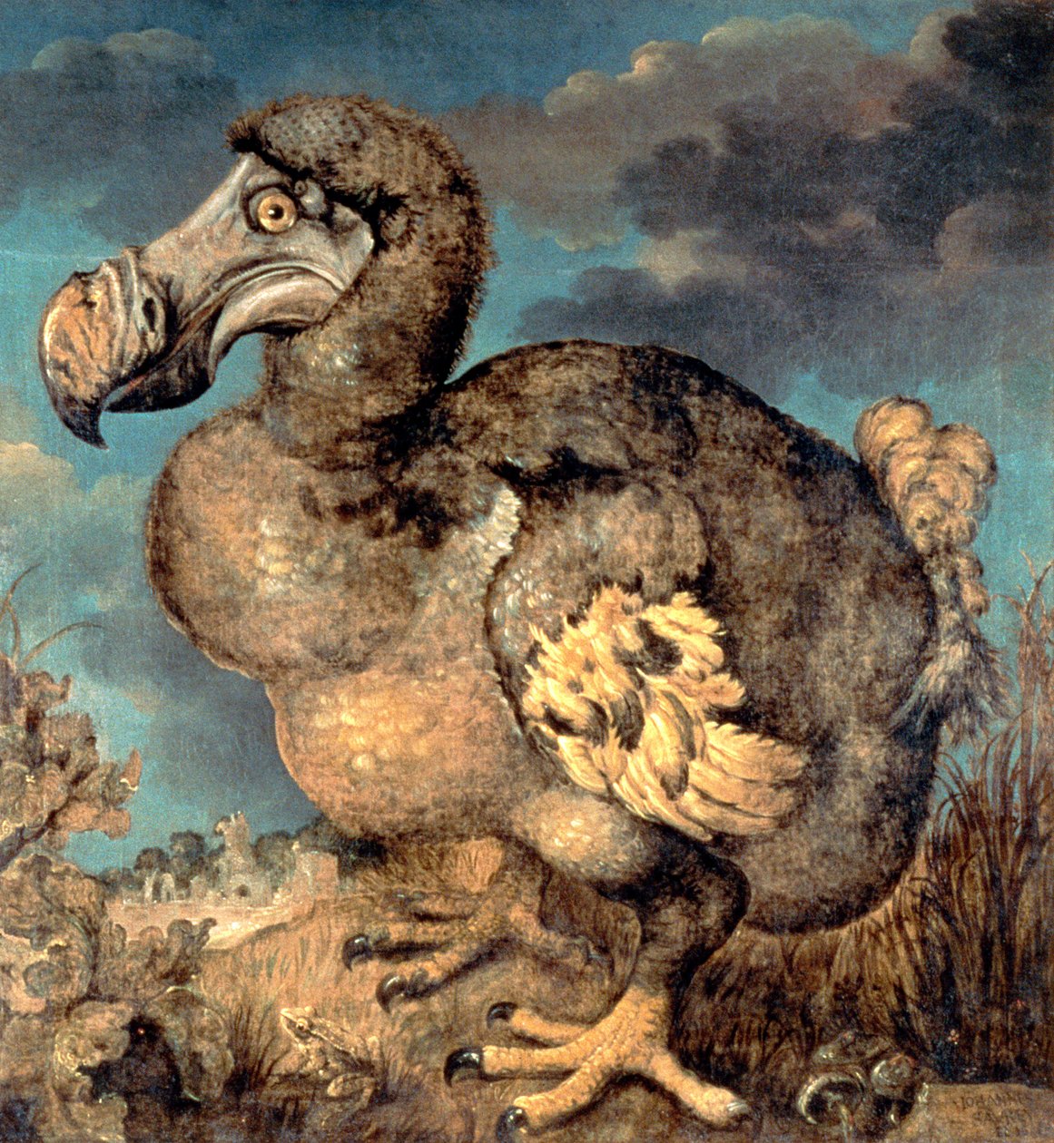 Dodo, 1651 tekijältä Hans I Savery