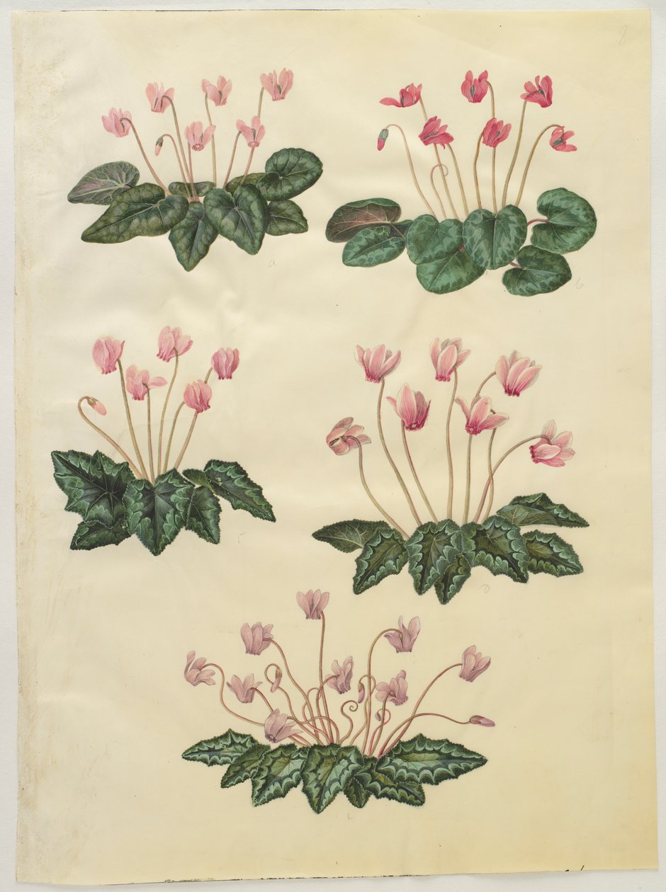 Cyclamen purpurascens; Cyclamen hederifolium tekijältä Hans Simon Holtzbecker
