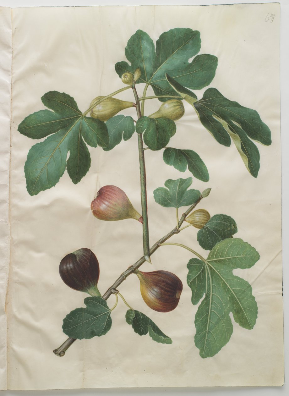 Ficus carica tekijältä Hans Simon Holtzbecker