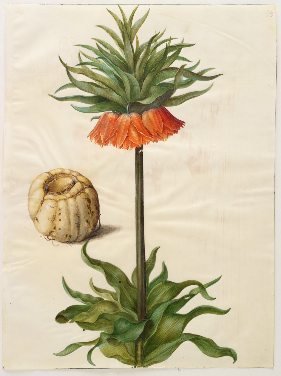 Fritillaria imperialis tekijältä Hans Simon Holtzbecker