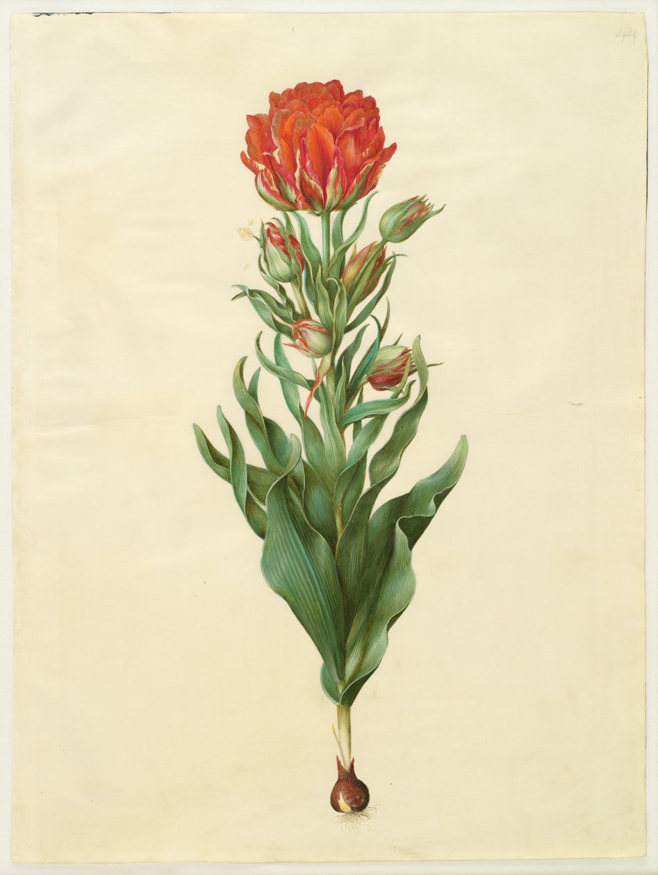 Tulipa gesneriana tekijältä Hans Simon Holtzbecker