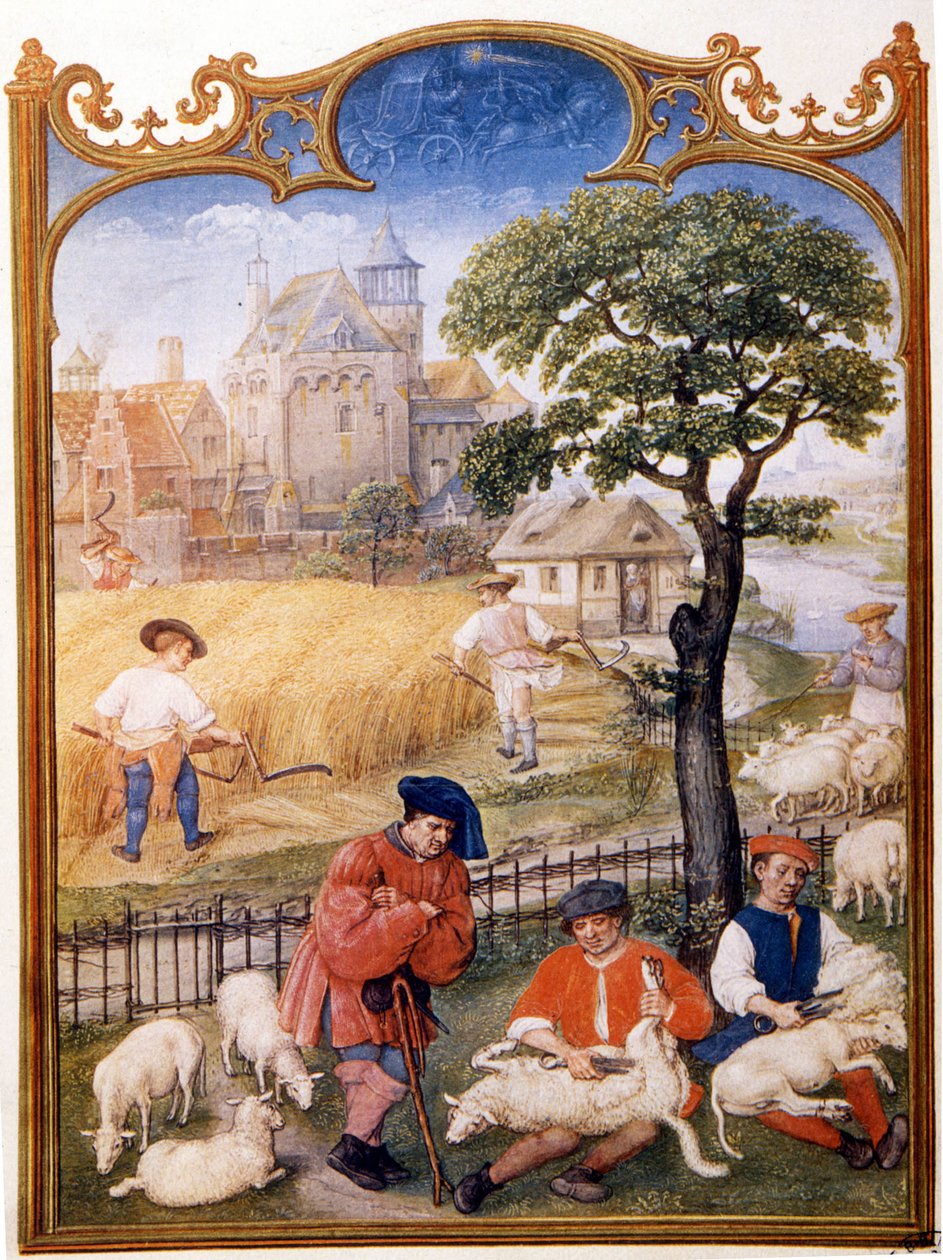 Peltotyöt, leikkaavat lampaat ja talonpojat niittävät vehnää. Pikkukuva määritetty Memlingille. Levy piirretty 1400-luvun Breviaire Grimanista. Biblioteca Marciana, venise. tekijältä Hans (attr.to) Memling