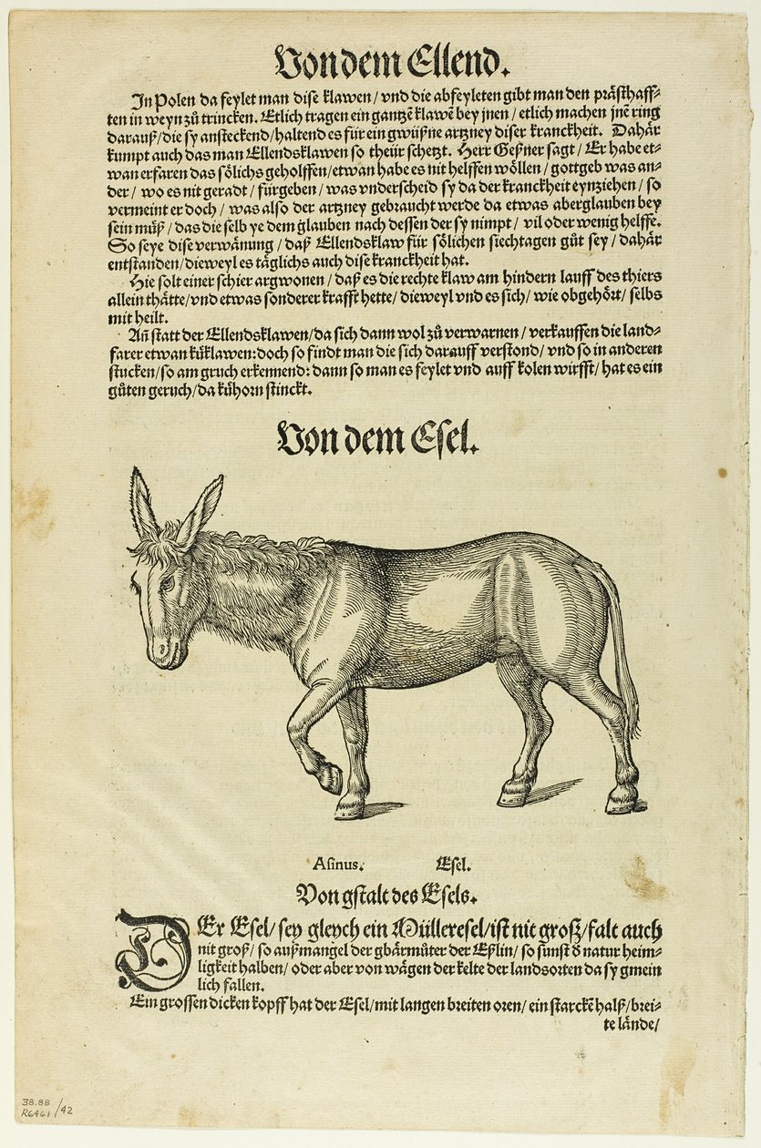 Kuvitus "Thierbuch", levy 42 teoksesta Puupiirroksia XVI vuosisadan kirjoista. tekijältä Hans Asper