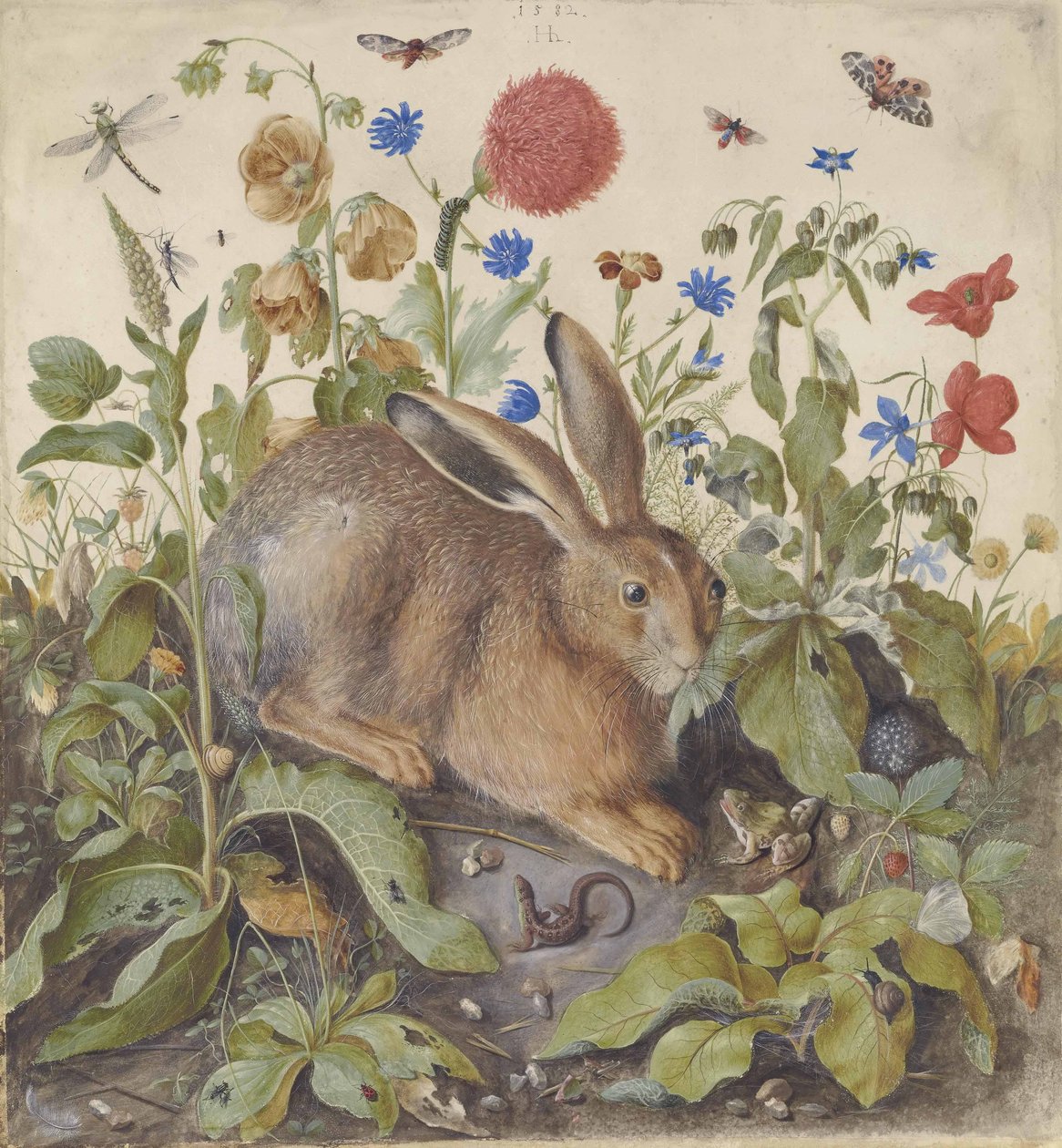 Jänis kasvien keskellä, 1582 tekijältä Hans Hoffmann