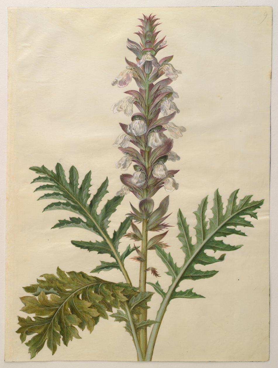 Acanthus mollis albumilta Gottorfer Codex, n. 1650 (guassi pergamentilla) tekijältä Hans Simon Holtzbecher