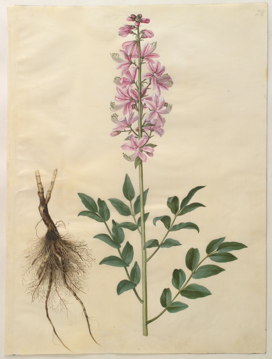 Dictamnus albus albumilta Gottorfer Codex, n. 1650 (guassi pergamentilla) tekijältä Hans Simon Holtzbecher